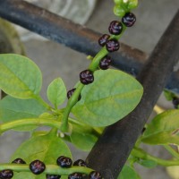 Basella alba L.